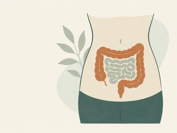 Illustration: An abdomen outline with the intestines softly drawn